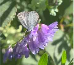 Cupido amyntula