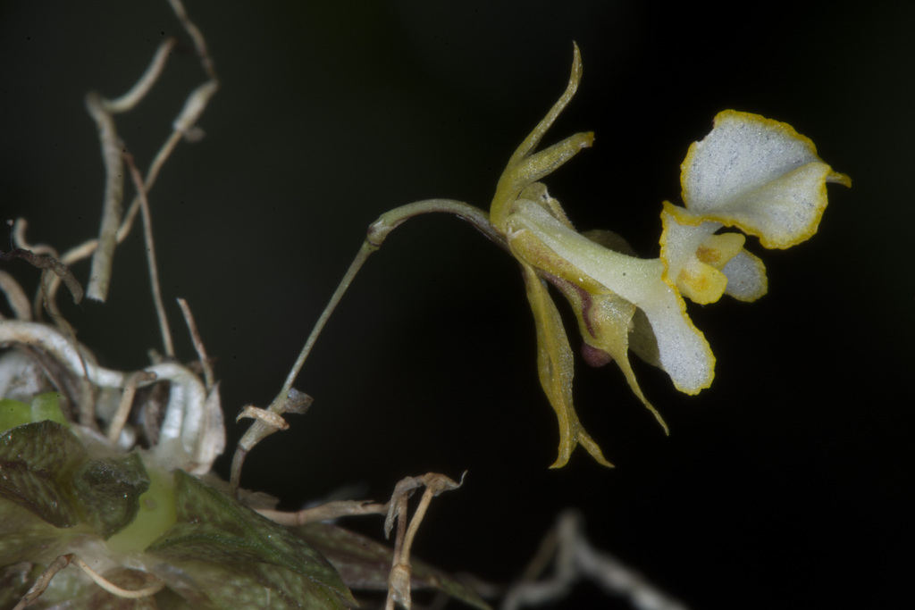 Tolumnia gundlachii