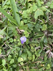 Mazus fauriei