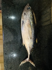 Thunnus