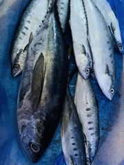 Thunnus