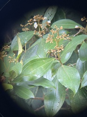Miconia conorufescens