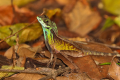 Otocryptis nigristigma