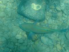 Choerodon schoenleinii