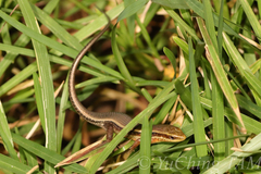 Eutropis lankae