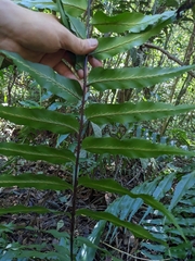 Nephrolepis biserrata