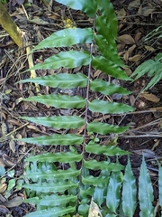 Nephrolepis biserrata