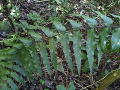 Nephrolepis biserrata