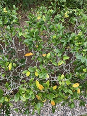 Magnolia figo