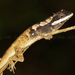 Painted-lip Lizard - Photo (c) Yu Ching Tam, some rights reserved (CC BY-NC-ND), uploaded by Yu Ching Tam