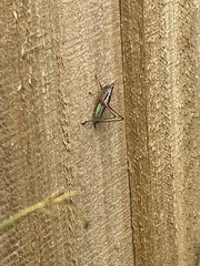 Conocephalus albescens