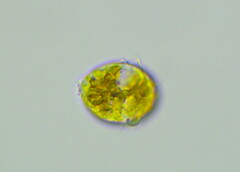 Dinoflagellata