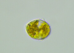 Dinoflagellata