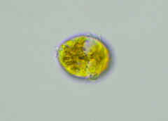 Dinoflagellata