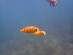 Gnathanodon speciosus