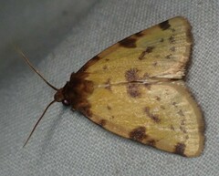 Azenia obtusa
