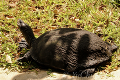 Melanochelys trijuga