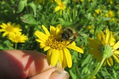 Bombus melanopygus