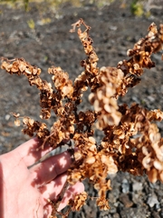 Rumex skottsbergii