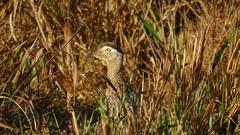Burhinus bistriatus