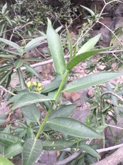 Vallesia laciniata