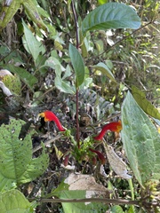 Centropogon granulosus