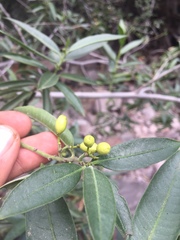 Vallesia laciniata