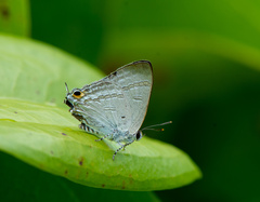 Hypolycaena phorbas