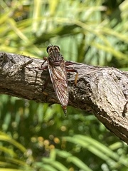 Colepia rufiventris