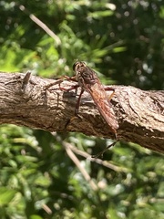 Colepia rufiventris