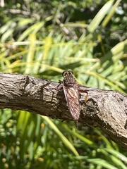 Colepia rufiventris
