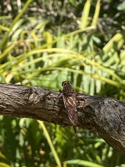Colepia rufiventris
