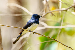 Myiagra cyanoleuca