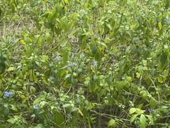 Eranthemum austrosinense