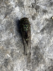 Amphipsalta zelandica