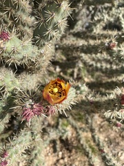 Cylindropuntia acanthocarpa acanthocarpa