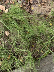 Russelia equisetiformis