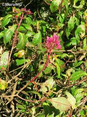 Fuchsia arborescens