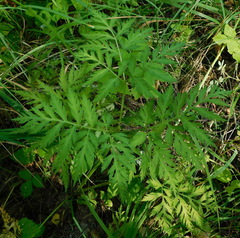 Pleurospermum uralense