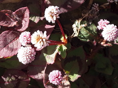 Persicaria capitata