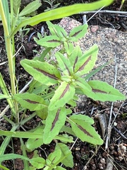 Clarkia