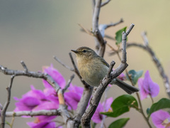 Phylloscopus canariensis