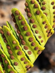 Polypodium pellucidum
