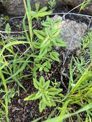 Clarkia