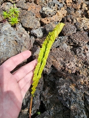 Polypodium pellucidum