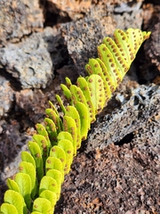 Polypodium pellucidum