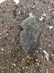 Brachygastra mellifica