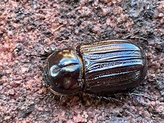 Semanopterus