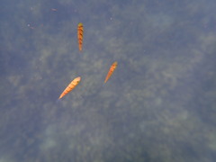 Gnathanodon speciosus