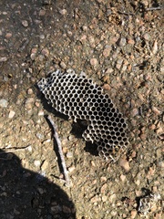 Brachygastra mellifica